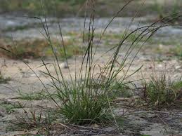 Image result for Sporobolus coromandelianus