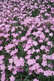 Use it to edge a bed or grow it in your rock garden for a splash of cool color. Bath S Pink Cheddar Pink Dianthus Bath S Pink North Shore Plant Club