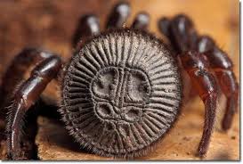 Ravine Trapdoor Spider Spinne Insekten Tiere