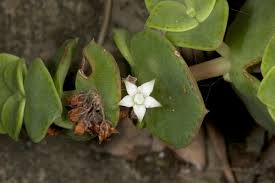 Image result for Crassula alsinoides