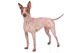 american hairless terrier dog breed information