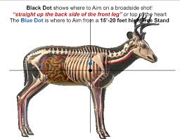Where To Aim On Whitetail Deer