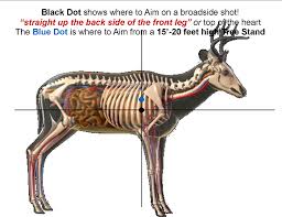 where to aim on whitetail deer