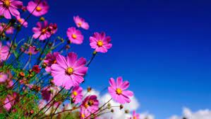 Pink Flowers Sky Full Screen Backgrounds Spring Desktop Wallpaper Wallpaper Computer Wallpaper Desktop Wallpapers
