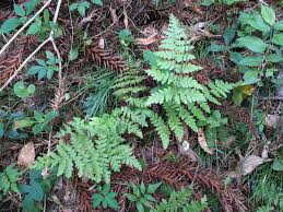 Image result for Anemiaceae