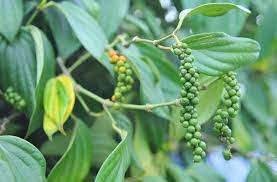 Jika anda ingin menanam lada ini dalam jumlah yang banyak maka sebaiknya anda menanam dalam jarak 2 m per tanaman. Teknik Budidaya Lada Dengan Tiang Panjat Agar Cepat Berbuah Dan Panen Faunadanflora Com
