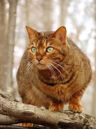 Velg blant mange lignende scener. Golden Tabby Neko Atsume Cats Cat Colors