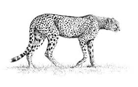 Black And White Cheetah Drawing How To Draw Cheetah Step By Step Cheetah Drawing Cheetah Pictures To Draw