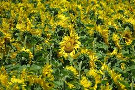 Het Geslacht Helianthus Van Zonnebloem Tot Aardpeer Het Hunebed Nieuwscafe