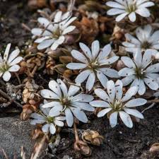 Image result for Stellaria sennii