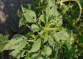 Image result for Amaranthus hybridus