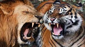 Kumpulan gambar dan wallpaper harimau ini hanya sekedar berbagi beberapa foto harimau yang pernah saya koleksi. Gambar Elang Vs Harimau