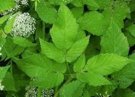 Plantkunde een vaste plant uit de schermbloemenfamilie voorbeeld: Houden Van Zevenblad Zo Doe Je Dat Bodembedekker Lang Houdbare Snijbloem Groente En Apotheek In Een Plant