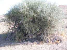 Image result for Cadaba