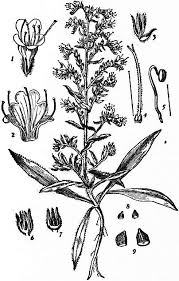 Image result for Boraginaceae
