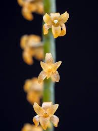 Image result for Rhipidoglossum ovale