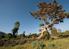 Image result for Hagenia abyssinica