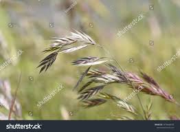Image result for Bromus catharticus
