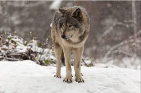 Lone wolf is a 2012 bestselling novel by american author jodi picoult. Are You A Lone Wolf