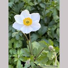 Image result for Anemone transvaalensis