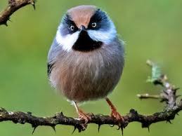 Image result for Leucas tettensis