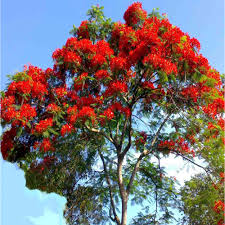 Maybe you would like to learn more about one of these? Delonix Regia Red Flamboyant Tree Buy Plants Online Pakistan Online Nursery