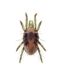 Image result for Tetranychidae grapevine