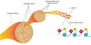 Những điều cần biết về Collagen - Family Medical Practice