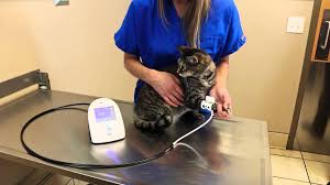 However, blood pressure can become dangerously high, and it can also get too low. Suntech Vet Bp Proper Bp Cuff Placement 2 Of 4 Youtube
