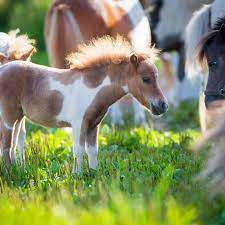 Miniature Horse Breed Profile