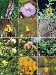 Image result for Dolichos simplicifolius