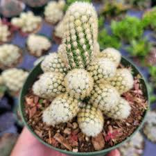 Image result for Ceropegia elongata