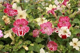 Image result for Phrymaceae