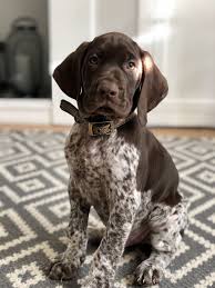 We are committed to offering german shorthaired pointer puppies who will grow up to become important members of your family. Paddy The 8 Week Old German Shorthaired Pointer Puppy Gsp Puppies Puppies Gsp Dogs