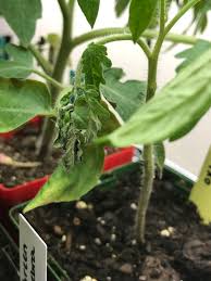 Image result for tomato seedling damping off