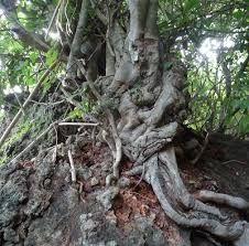 Image result for Eriolaena rulkensii