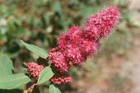 Image result for Spiraea douglasii