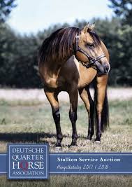 En gold champagne quarterhingst med splashed white, helbror till fias 2019 föl my poco golden gun. 2017 Ssa Hengstkatalog