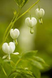 Coeurs De Marie Bleeding Heart Bleeding Heart Flower Flower Heart
