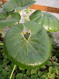 Image result for Farfugium japonicum
