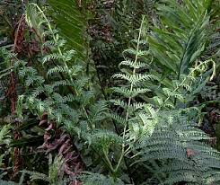Image result for Pteris tripartita