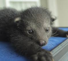 Raise your hand if you don't like animals. Indonesia Baby Animals Super Cute Cute Wild Animals Endangered Animals