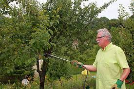 There are two pillars to consider when treating your fruit trees: Organic Treatments For Fruit Trees