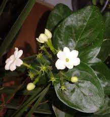 نتیجه تصویری برای عکس های زیبا گل محبوبه شب در شب