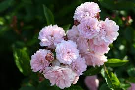 こんぺいとう | 河本バラ園-KawamotoRoseGarden-