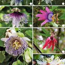 Image result for Passifloraceae