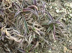 Image result for Triceratella drummondii