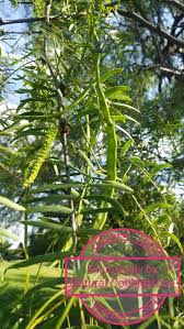 Image result for Prosopis glandulosa