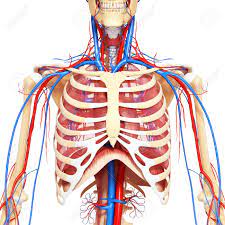 Learn about each of these muscles, their locations, functional anatomy and exercises for them. Anatomy Of The Chest Anatomy Drawing Diagram
