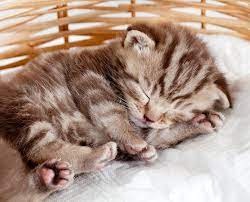 We did not find results for: How Much Do Kittens Sleep K H Pet Products